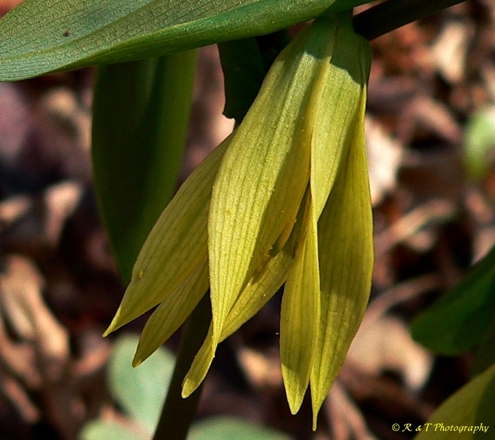 {Uvularia grandiflora}